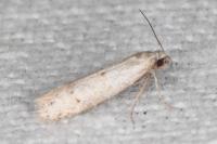 Symmocoides oxybiella