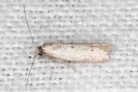 Symmocoides oxybiella