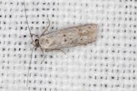 Symmocoides oxybiella