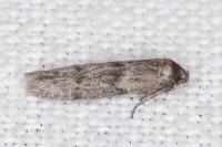 Blastobasis phycidella