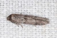 Blastobasis phycidella