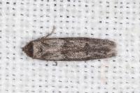 Blastobasis phycidella