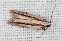 Mirificarma interrupta