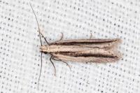 Mirificarma interrupta