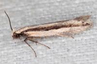Mirificarma interrupta