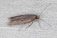 Oxypteryx helotella