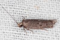 Oxypteryx helotella