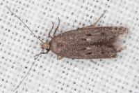 Oxypteryx helotella