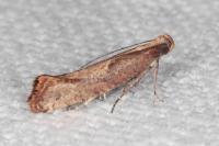 Acrolepiopsis vesperella