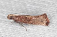 Acrolepiopsis vesperella