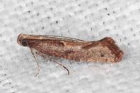 Acrolepiopsis vesperella