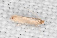 Phyllonorycter delitella