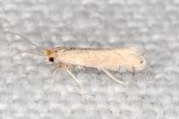 Phyllonorycter delitella