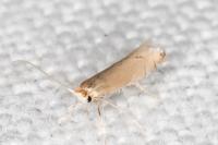 Phyllonorycter delitella