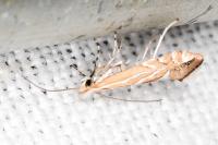Phyllonorycter lapadiella