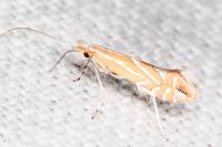 Phyllonorycter lapadiella