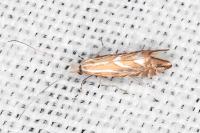 Phyllonorycter lapadiella