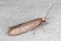 Agnoea langohri