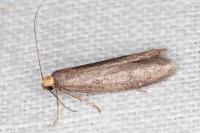 Agnoea langohri