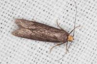 Agnoea langohri