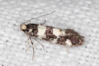 Denisia luctuosella