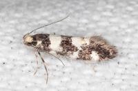 Denisia luctuosella