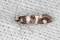Denisia luctuosella