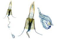 Coleophora caespititiella