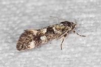 Denisia lutea