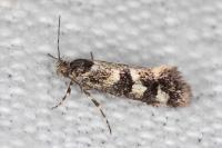 Denisia lutea