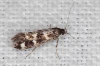 Denisia lutea