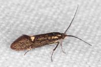 Esperia sulphurella