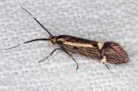 Esperia sulphurella