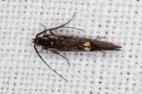 Esperia sulphurella