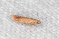 Tischeria decidua