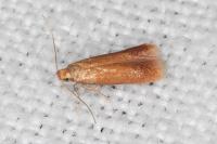 Tischeria decidua