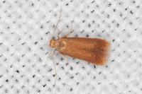 Tischeria decidua