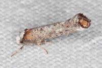 Pseudoswammerdamia combinella