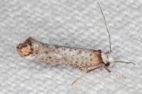 Pseudoswammerdamia combinella