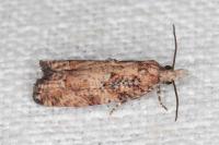 Acroclita subsequana