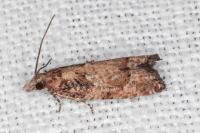 Acroclita subsequana
