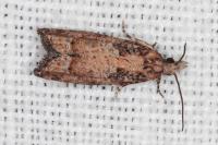 Acroclita subsequana