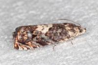 Pammene gallicolana