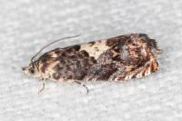 Pammene gallicolana