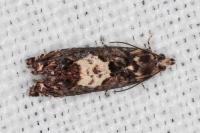 Pammene gallicolana