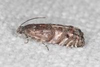Pammene splendidulana