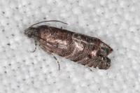 Pammene splendidulana