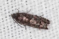 Pammene splendidulana