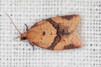 Clepsis consimilana