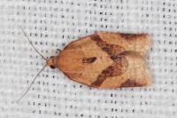 Clepsis consimilana